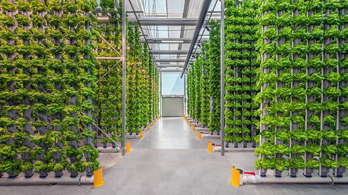 From Concept to Completion: How We Design and Install Custom Plant Support Systems