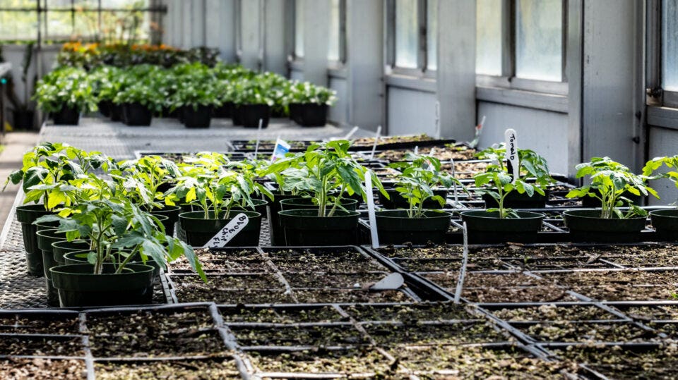 DIY vs. Professional Installation: Why Choosing Expert Plant Support Systems Matters